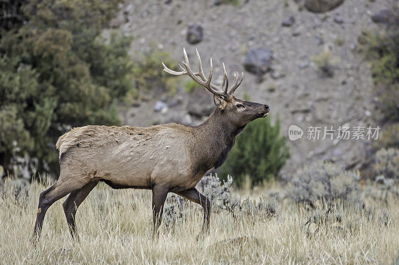 雄性落基山麋鹿(Cervus canadensis nelsoni)是在落基山和黄石国家公园发现的麋鹿的一个亚种。在有鹿角的秋天和发情期。